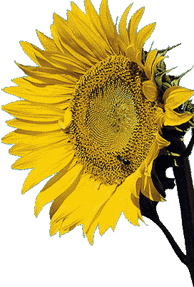 sunflower.gif